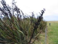 Albums/20060200-New Zealand 2006/20060313-Catlins/6